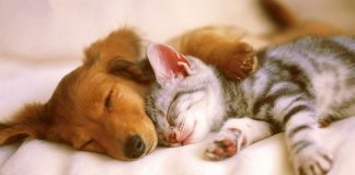 İstanbul’da hayvan dostu 10 otel Hayvan Katliamı Yasası Türkiye Turizm Sektörünü Tehdit Ediyor