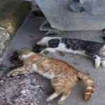 Turizm cenneti Gökçeada’da hayvan katliamı sürüyor