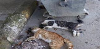 Turizm cenneti Gökçeada’da hayvan katliamı sürüyor