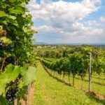 Türkiye’nin en popüler 8 bağ bozumu rotası