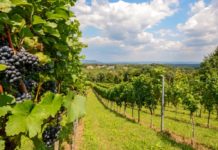 Türkiye’nin en popüler 8 bağ bozumu rotası