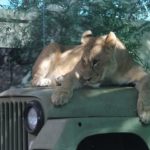 Türkiye’nin ilk AslanPark’ı Tuzla Viaport Marina’da