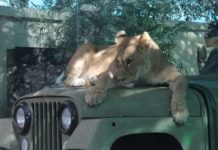 Türkiye’nin ilk AslanPark’ı Tuzla Viaport Marina’da