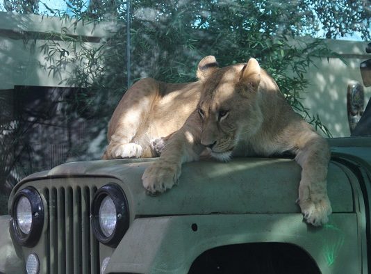 Türkiye’nin ilk AslanPark’ı Tuzla Viaport Marina’da