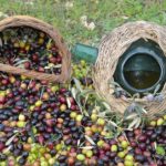 Kuşadası, turizmde Zeytin Festivali ile markalaşacak