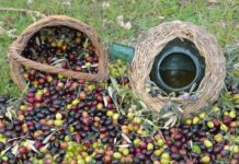 Kuşadası, turizmde Zeytin Festivali ile markalaşacak