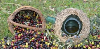 Kuşadası, turizmde Zeytin Festivali ile markalaşacak