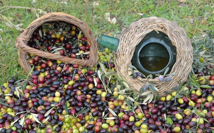 kuşadası zeytin festivali