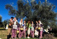 Zeytin tarlaları şenlendi… Şimdi Ayvalık zamanı!