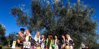 Zeytin tarlaları şenlendi… Şimdi Ayvalık zamanı!