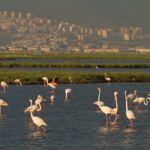 Flamingolar için nihai karar: İzmir Körfez Geçişi iptal edildi!