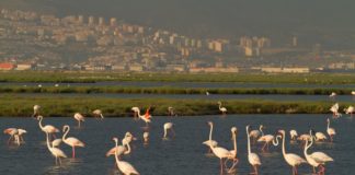 Flamingolar için nihai karar: İzmir Körfez Geçişi iptal edildi!