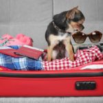 Evcil hayvanla seyahatte dikkat edilmesi gerekenler