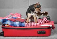 Evcil hayvanla seyahatte dikkat edilmesi gerekenler