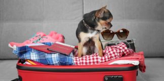 Evcil hayvanla seyahatte dikkat edilmesi gerekenler
