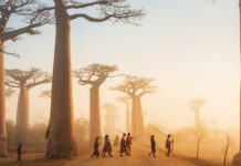 Cem Polatoğlu ile Madagaskar’ın renkli dünyasına yolculuk