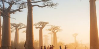 Cem Polatoğlu ile Madagaskar’ın renkli dünyasına yolculuk