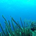 ‘İki Deniz Bir Şehir: Su Altından İstanbul’ izleyicisiyle buluşuyor