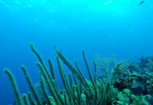 ‘İki Deniz Bir Şehir: Su Altından İstanbul’ izleyicisiyle buluşuyor