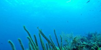 ‘İki Deniz Bir Şehir: Su Altından İstanbul’ izleyicisiyle buluşuyor