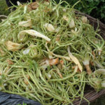 Bodrum turizminin yeni ürünü: Acı Ot Festivali