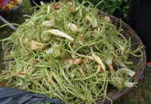 Bodrum turizminin yeni ürünü: Acı Ot Festivali