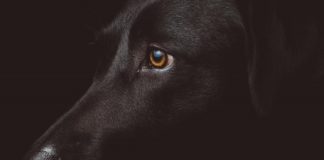 Hayvan haklarının hukuki ve vicdani boyutları