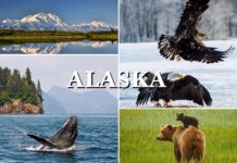 Alaska’ya benzersiz bir keşif gezisi…