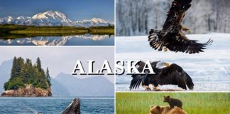 Alaska’ya benzersiz bir keşif gezisi…