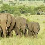 Instagram’daki en popüler 5 Safari destinasyonu