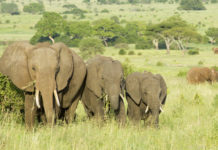 Instagram’daki en popüler 5 Safari destinasyonu