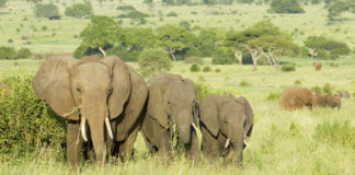 Instagram’daki en popüler 5 Safari destinasyonu