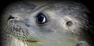 Adım Badem… Bir Akdeniz fokunun Ege kıyılarındaki hazin hikâyesi Akdeniz Foku Badem