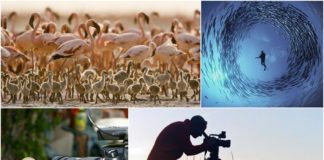 Belgesel tutkunları için Canon’dan iki yeni kamera