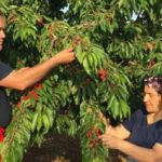 Tokat, gastronomi ve ekoloji ile markalaşmak istiyor