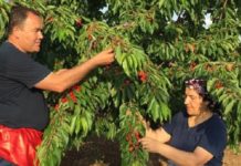 Tokat, gastronomi ve ekoloji ile markalaşmak istiyor