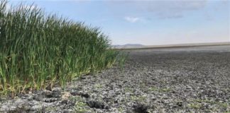 Kuyucuk Kuş Cenneti’nde alarm zilleri çalıyor Kuyucuk Gölü için acil yardım çağrısı.