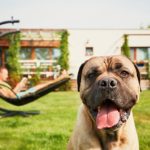 Küçük dostlarınıza uygun 16 konaklama alternatifi