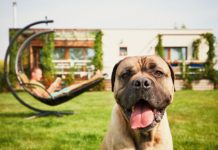 Küçük dostlarınıza uygun 16 konaklama alternatifi