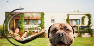 Küçük dostlarınıza uygun 16 konaklama alternatifi