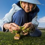 Japonların uzun yaşam sırrı ne?