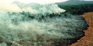 Dünyanın ciğerleri de talana teslim: Amazonlar yanıyor