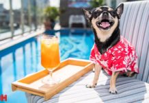 Evcil hayvan dostu otel eleştirmeni aranıyor