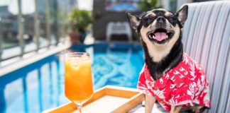 Evcil hayvan dostu otel eleştirmeni aranıyor