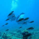 New York’ta “Türkiye Denizleri” sergisi