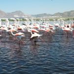 Flamingoların Hürmetçi Sazlığı konaklaması belgesel oldu