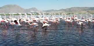 Flamingoların Hürmetçi Sazlığı konaklaması belgesel oldu