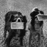 “Hayvanlar Hakkında Bir Konser”