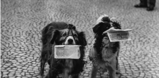 “Hayvanlar Hakkında Bir Konser”