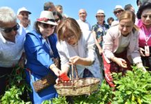 GastroAntep Festivali biber hasadı ile başladı